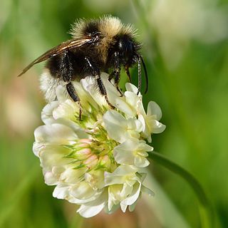 <i>Trifolium repens</i> Species of flowering plant in the bean family Fabaceae