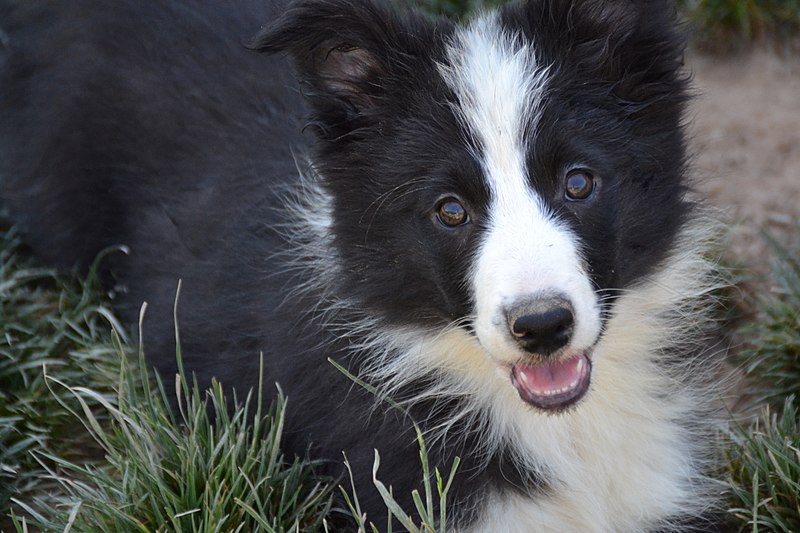 File:Border Collie blanca y negra Cachorra (Bimba de los Baganicos).jpg