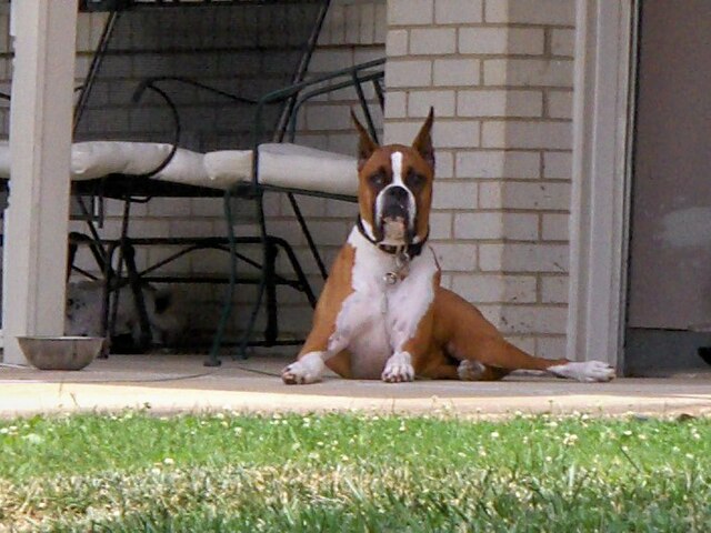 File:Boxer dog stand.jpg - Wikimedia Commons