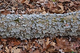 Turkey-tail