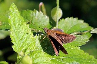 <i>Rhinthon</i> (butterfly) Genus of butterflies