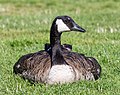 * Nomination Canada goose (Branta canadensis) in Victoria, BC --Podzemnik 04:09, 21 August 2018 (UTC) * Promotion  Support Good quality. -- Johann Jaritz 04:36, 21 August 2018 (UTC)