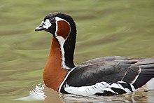 Branta ruficollis by Frédéric Bisson.jpg