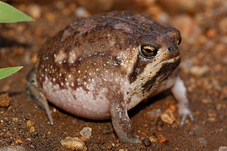 <i>Breviceps passmorei</i> Species of frog