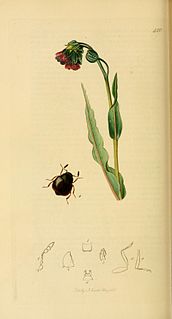 Sphindidae family of insects
