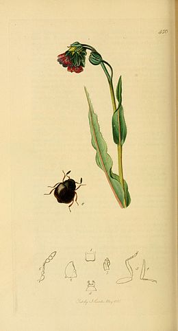 Aspidophorus orbiculatus