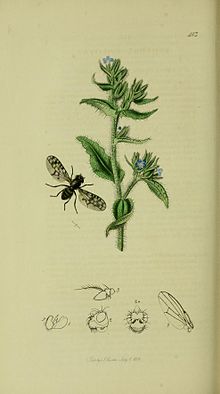 Britishentomologyvolume8Plate413.jpg