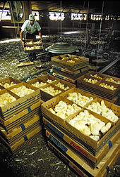 One-day-old chicks arriving to be unpacked and placed in shed Broiler chicks.jpg