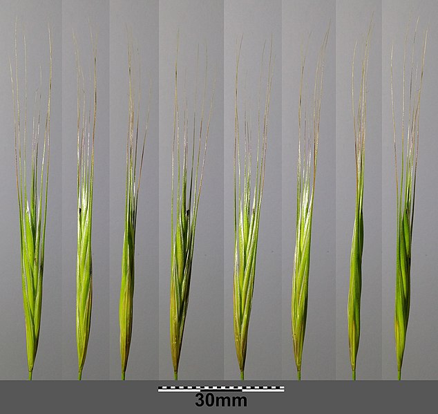 File:Bromus diandrus sl13.jpg