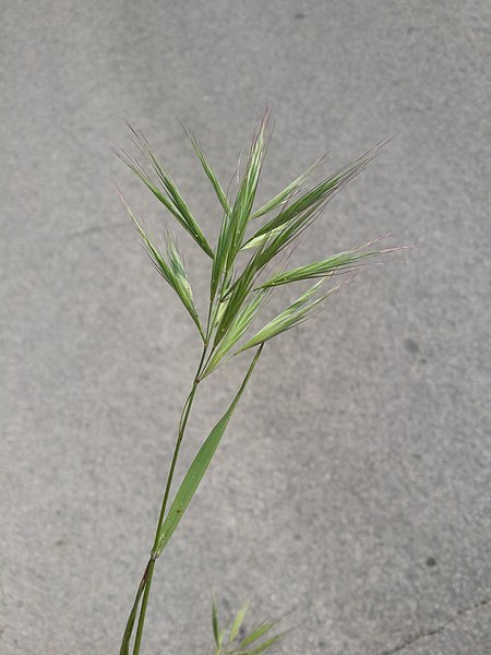 File:Bromus madritensis sl4.jpg