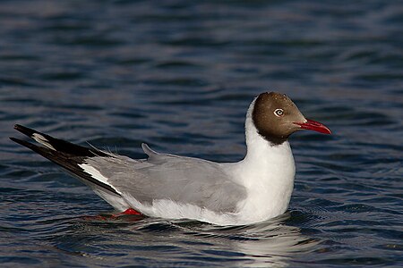 Brown-headed Gull. in breeding plumage.jpg