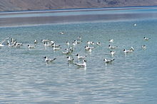 Brown-headed Gull 1.JPG