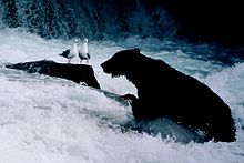 Brown bear at Brooks Falls Brown bear seaguls.jpg