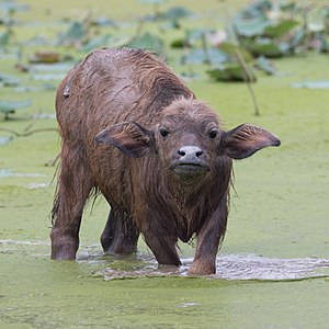Bubalus bubalis (Water Buffaloes) calf