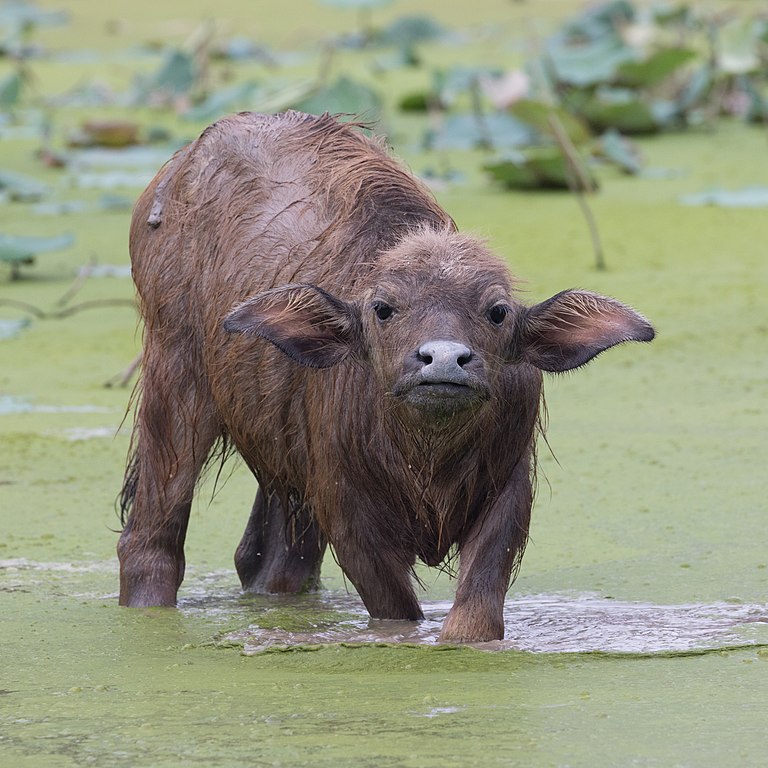 bubalis (water buffalo) calf, looking at the viewer, the feet in a pond, in - Commons