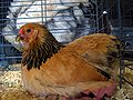 Poule Brahma naine fauve herminée