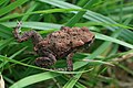 Bufo Bufo on grass.JPG