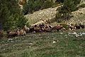 Prepirineo de Lérida, Cataluña, Spain