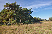 Nederlands: Bussumer Heide, Hilversum English: Bussumer Heide, Hilversum