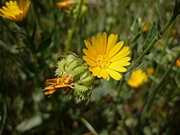 A Torà (Segarra - Catalunya)