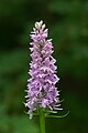 Dactylorhiza maculata - Switzerland