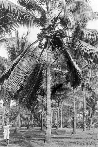 File:COLLECTIE TROPENMUSEUM Een tienjarige kokospalm in de Cultuurtuin te Buitenzorg TMnr 10012471.jpg