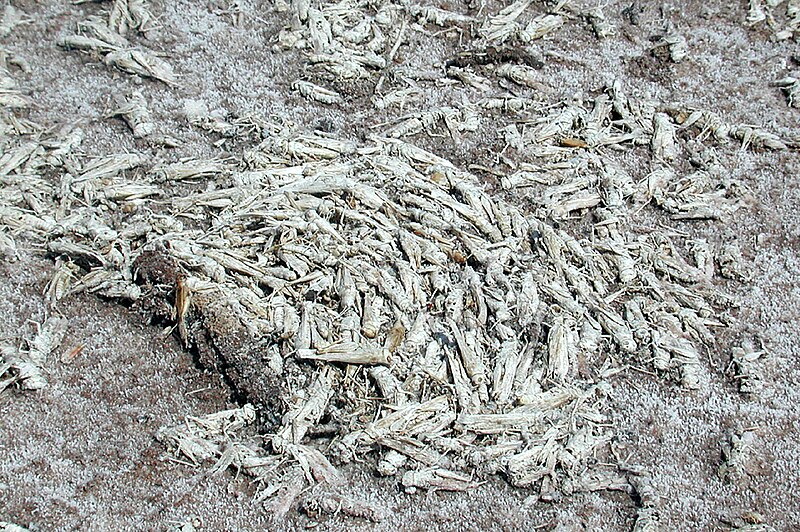 File:CSIRO ScienceImage 1618 Dead insects on Lake Frome.jpg