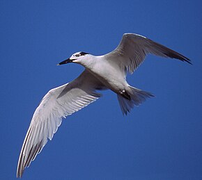 Beschreibung des Bildes Cabot's Tern in Flight.jpg.