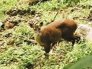 <span class="mw-page-title-main">Central American red brocket</span> Species of deer