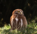 aves De Argentina