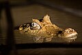 Caiman de anteojos en reserva nacional de Tambopata, Madre de Dios - Peru