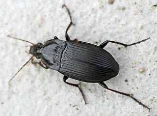 <i>Calathus luctuosus</i> Species of beetle