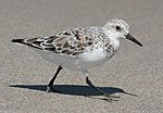 Calidris alba running 6.jpg