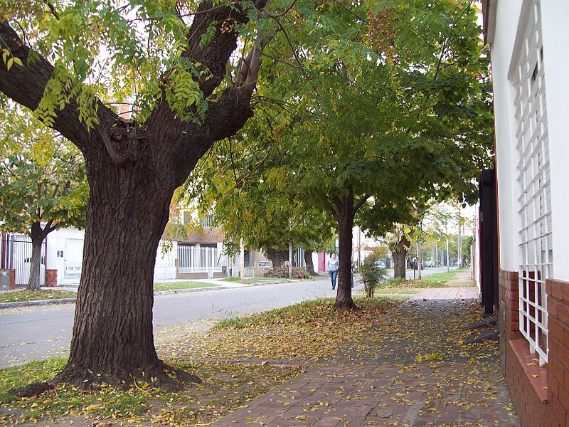 File:Calle España, vereda y arbol.JPG