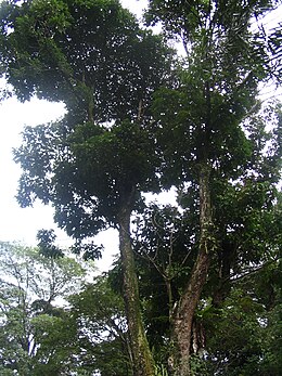  Pokok  Tualang Daing Wikipedia Bahasa Melayu 