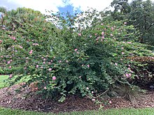 In Mounts Botanical Garden, Florida Calliandra surinamensis in Mounts Botanical Garden 02.jpg