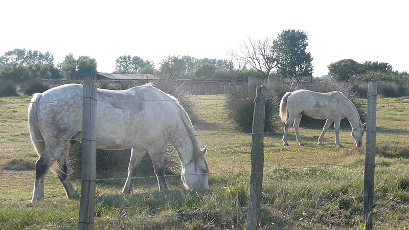 File:Camargue-Pferde 1.JPG