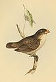 Large Tree-finch (Camarhynchus psittacula) endemic