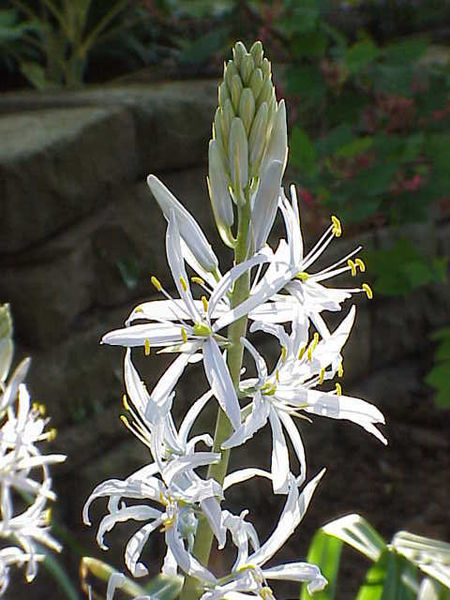 File:Camassia cusickii3.jpg