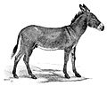 Thumbnail for Nubijski divlji magarac