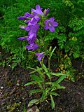 Campanula sibirica 001.JPG