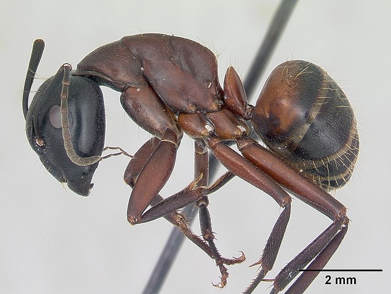 File:Camponotus ligniperda casent0173649 profile 1.jpg