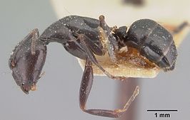 Camponotus lubbocki