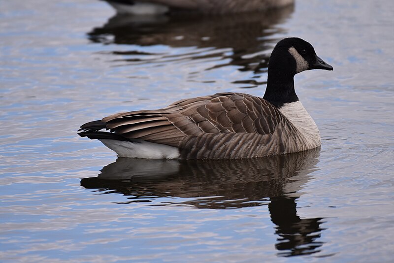 File:Canada goose DSC 0365.jpg