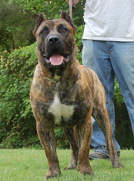 File:CaneCorso (7).jpg