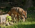 * Nomination Wolf; Wildpark Knüll, Schwalm-Eder-Kreis, Hesse, Germany --Llez 05:46, 6 October 2021 (UTC) * Promotion  Support Good quality. --Ermell 18:47, 6 October 2021 (UTC)