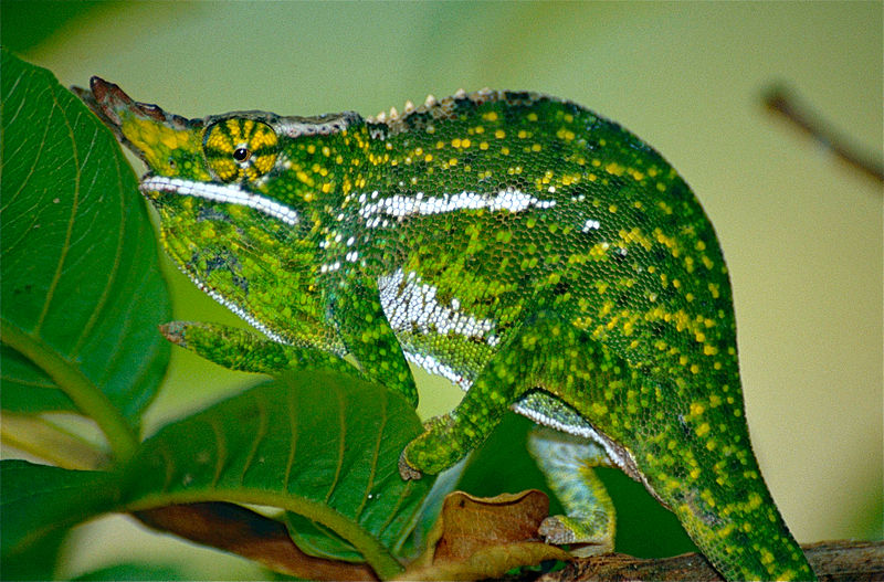 Bestand:Canopy Chameleon (Furcifer willsii) (10313613594).jpg
