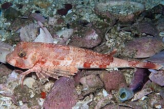 Cape gurnard Species of fish