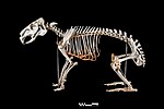 ファイル:Capybara skeleton.jpgのサムネイル