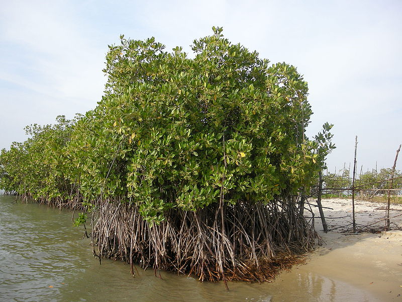 File:Carabane-Mangrove.JPG